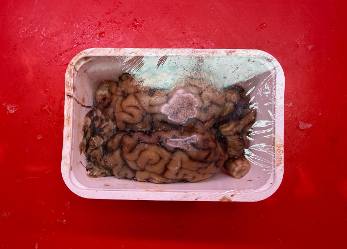 Halal Beef Brain