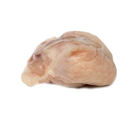 Halal Fresh Turkey Tail