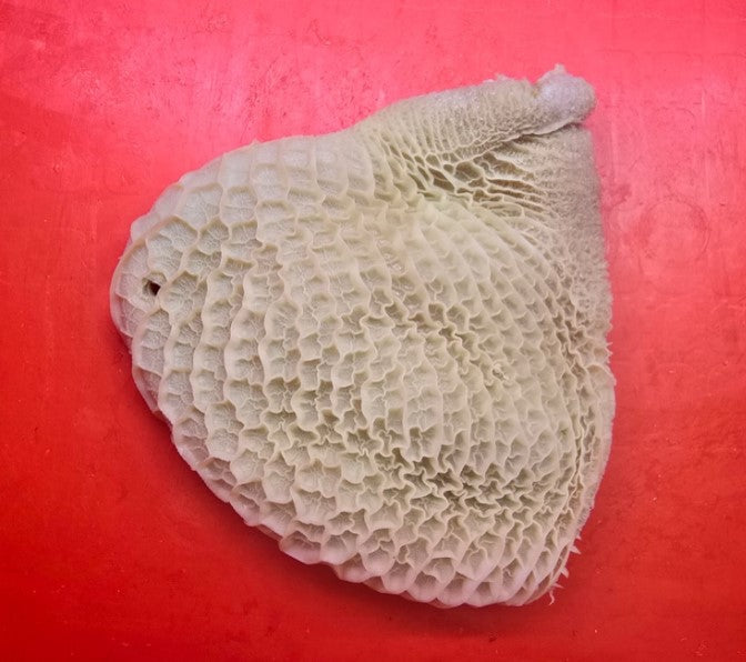 Halal Beef Tripe (Honeycomb)