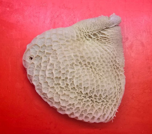 Halal Beef Tripe (Honeycomb)