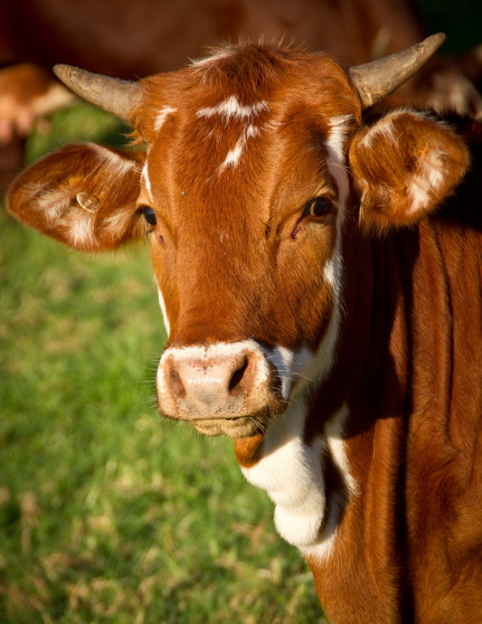 BEEF SHARE QURBANI